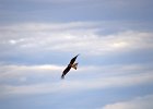Zwarte wouw (oostelijk) (black-eared kite) Milvus migrans lineatus  - Bayanzag 19-08-2016 (1)